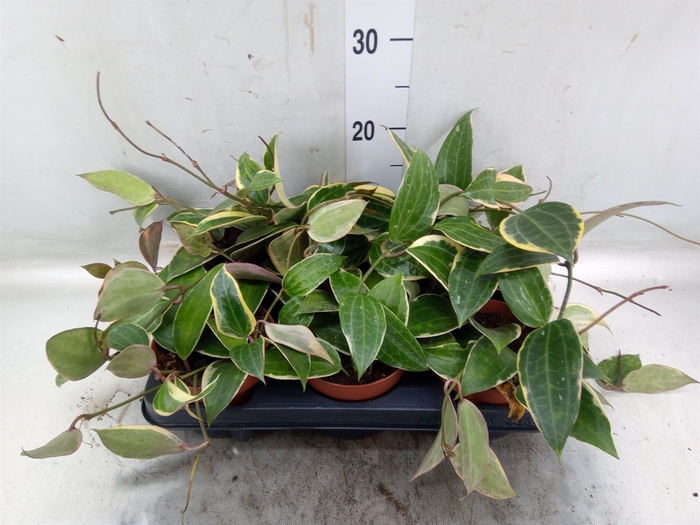 <h4>Hoya latifolia 'Albomarginata'</h4>