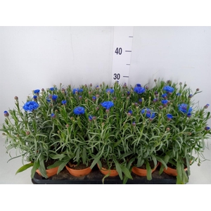 Centaurea   ...
