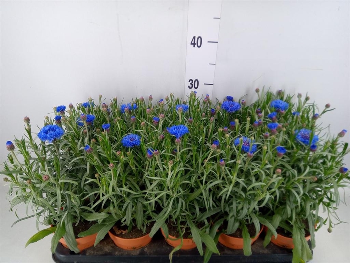 <h4>Centaurea ...</h4>