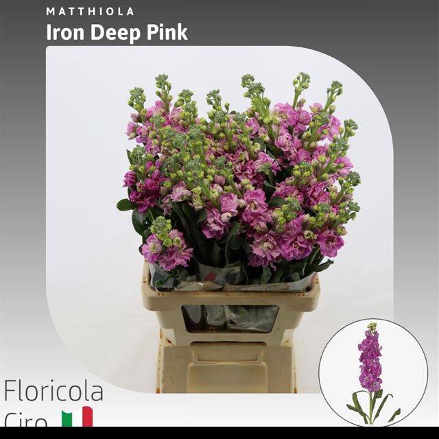 <h4>MATTH IRON DEEP PINK</h4>