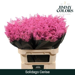 Solidago L80 Cerise