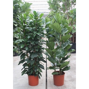 Ficus Mixkar 3 per pot