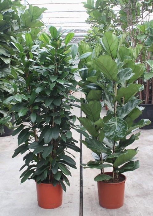 <h4>Ficus Mixkar 3 per pot</h4>