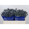 Eryngium Blue Dynamite