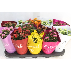KALANCHOE DOBRADO PAIXOES P11