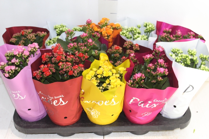 <h4>KALANCHOE DOBRADO PAIXOES P11</h4>