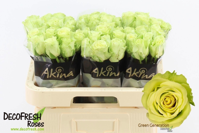 <h4>R Gr Green Generatio</h4>