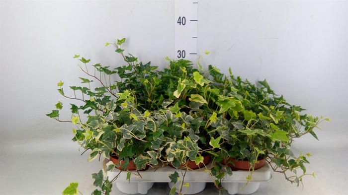 <h4>Hedera   ...mix</h4>