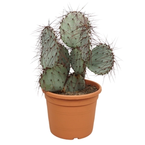 Opuntia