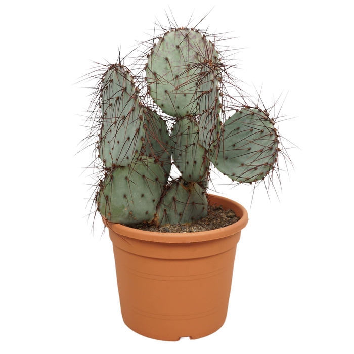 <h4>Opuntia</h4>