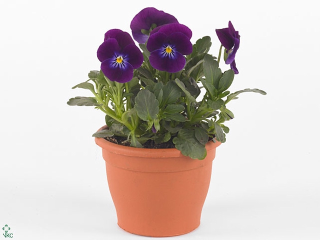 VIO CO TW VIOLET FLA