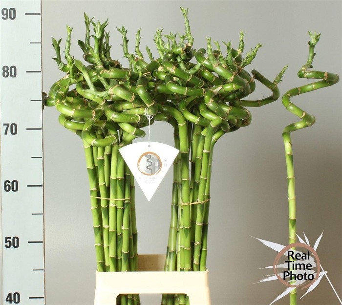 <h4>Drac Lucky Bamboo</h4>