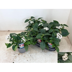 PENT STARCLUSTER WHI stock