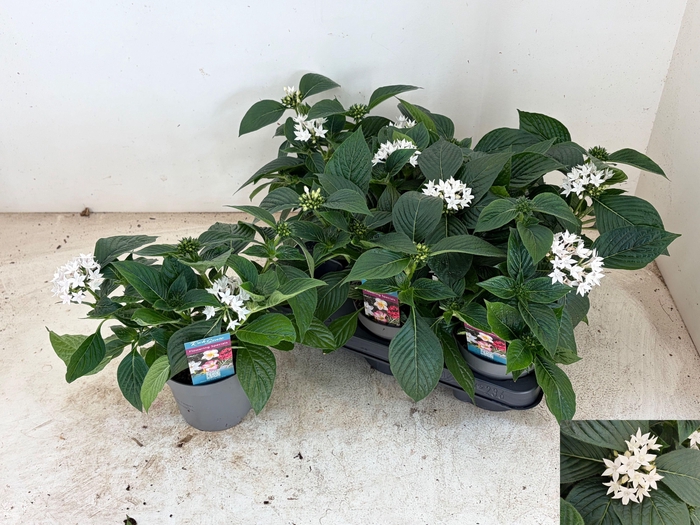 <h4>PENT STARCLUSTER WHI stock</h4>