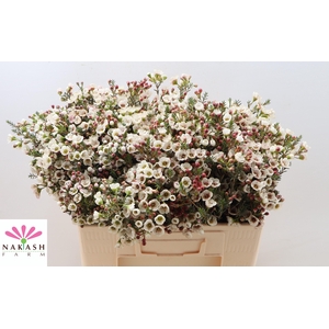 Cham Un Moonl Delight