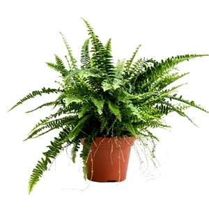 Nephrolepis Green Lady GEEN hoes