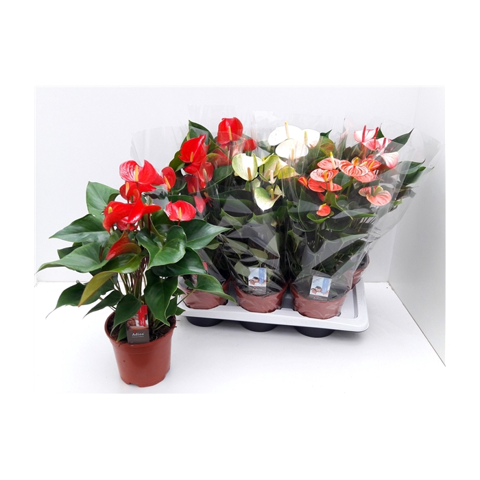 <h4>ANTHU AN FLORIST MIX (Adios)</h4>