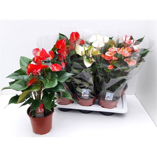 <h4>ANTHU AN FLORIST MIX (Adios)</h4>