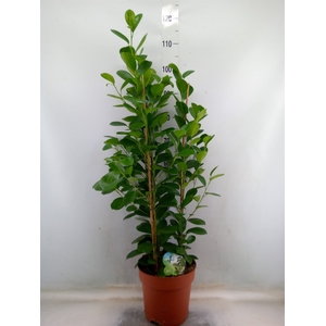 Ficus microcarpa 'Moclame'