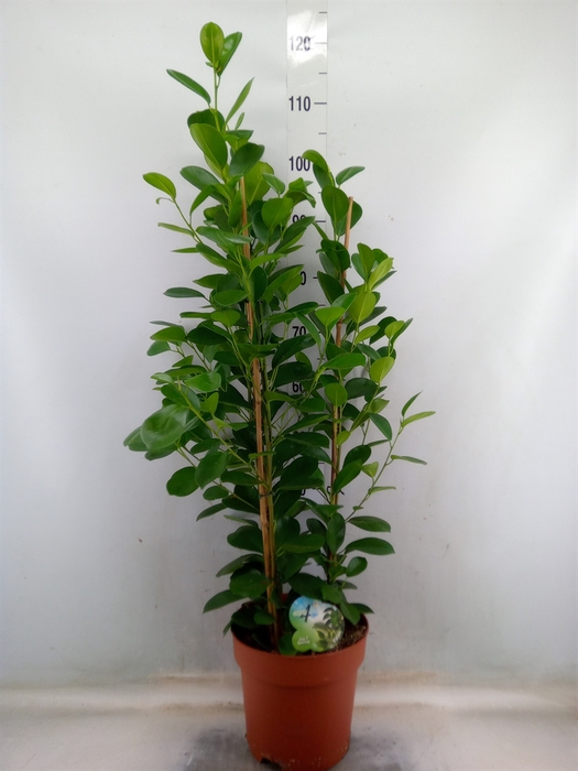 <h4>Ficus microcarpa 'Moclame'</h4>