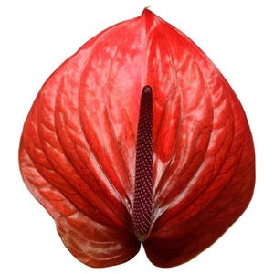 Anthurium Cantello