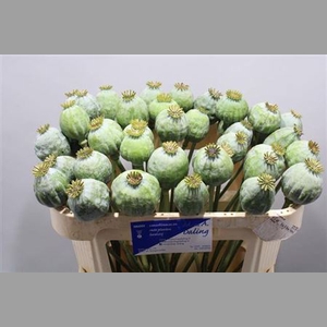 Papaver Bal Xl