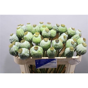 Papaver Som Zd Medium