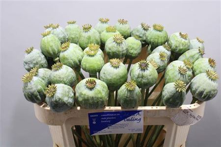 <h4>Papaver Som Zd</h4>