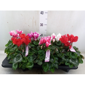 Cyclamen MD 'Macro'