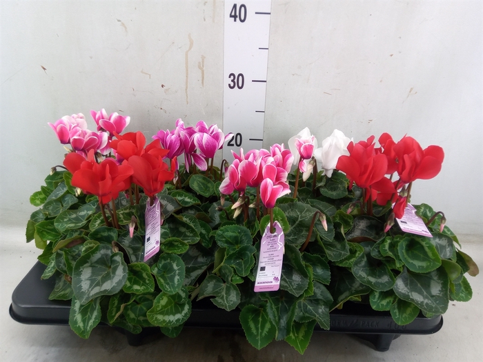 <h4>Cyclamen MD 'Macro'</h4>
