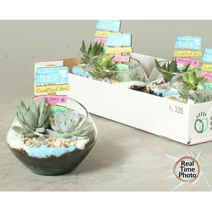 ARR SUCCULENTEN