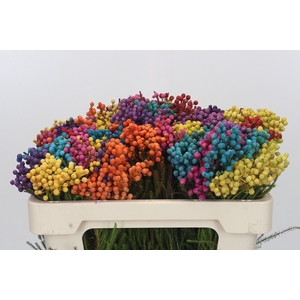 Kaaps Groen Lanug. mixed