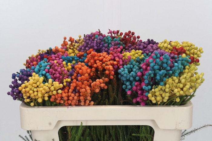 <h4>Kaaps Groen Lanug. Rainbow</h4>