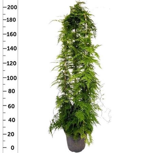 ASPAR SETACEUS stock