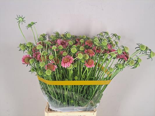 <h4>Scabiosa Candy Scoop</h4>