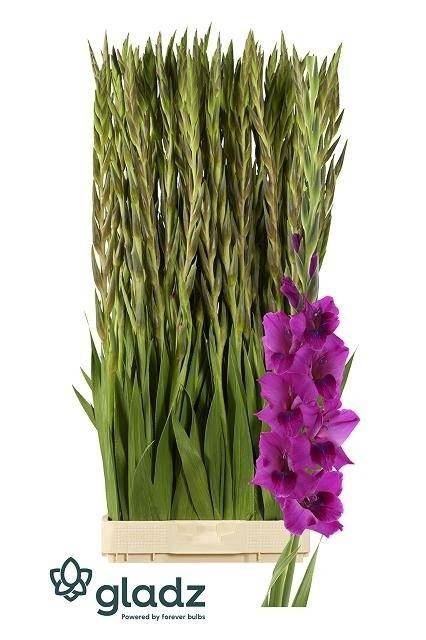 <h4>GLAD GR MYSTIC MAGENTA GR.</h4>