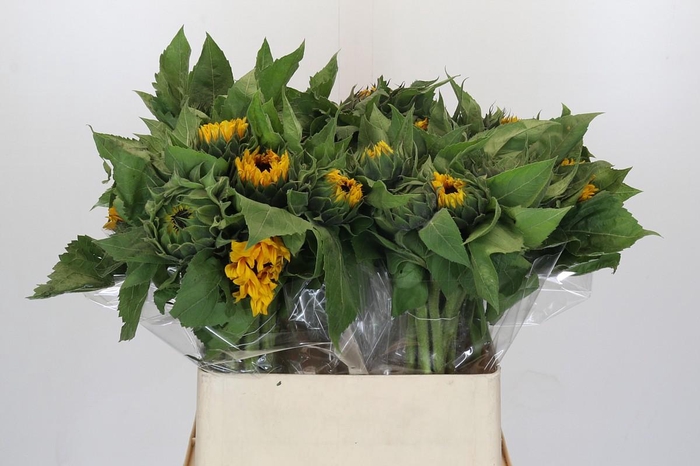 Helianthus Orange Fire