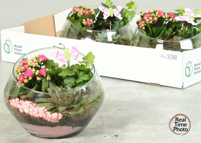 <h4>ARR KAMERPL</h4>