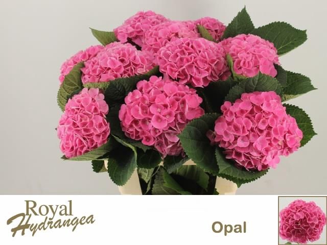 <h4>HYDR M MAG OPAL</h4>