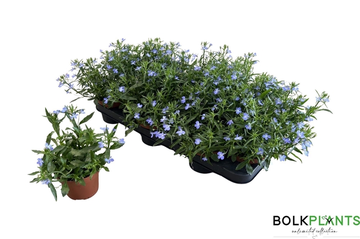 <h4>LOBE CURA LIGHT BLUE</h4>