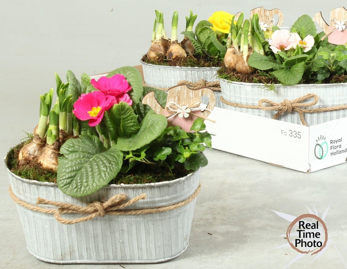 <h4>ARR TUINPLANTEN</h4>