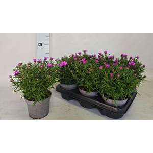 ASTER OV