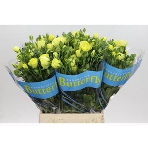 Ranunculus Butterfly Helios