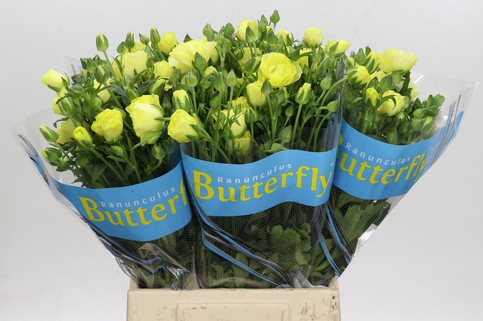 <h4>Ranunculus Butterfly Helios</h4>