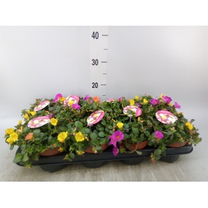Portulaca   ...mix in pot