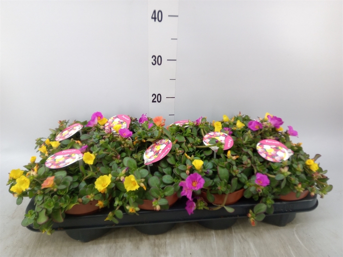 <h4>Portulaca   ...mix in pot</h4>