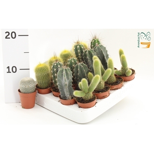 CACTUS GEM
