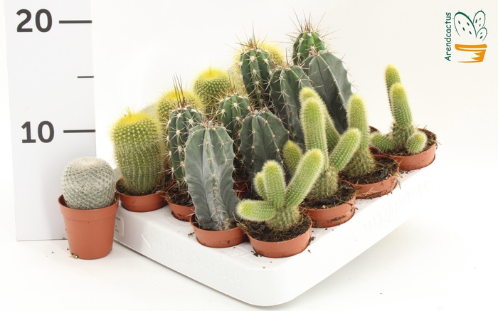<h4>CACTUS GEM</h4>