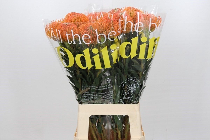 <h4>Nutans Ayoba Peach</h4>