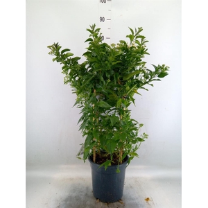 Solanum jasminoides